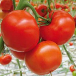 Садін F1 - томат детермінантний, 500 насінин, Enza Zaden Голландія фото, цiна